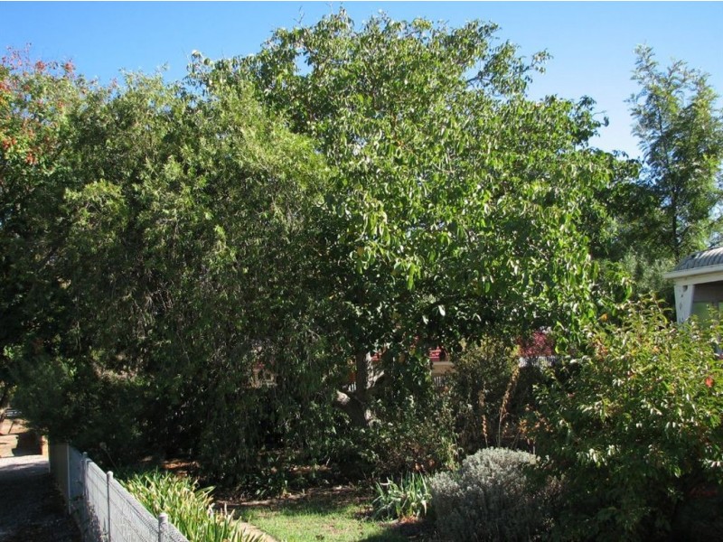 17 Coghill Street, Kapunda SA 5373