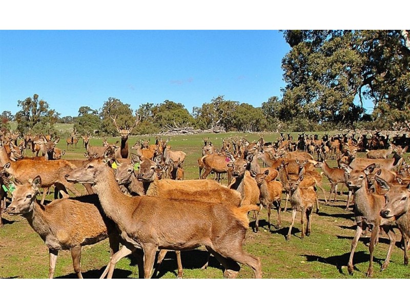 Lot 9 Sugarloaf Hill Road, Angaston SA 5353