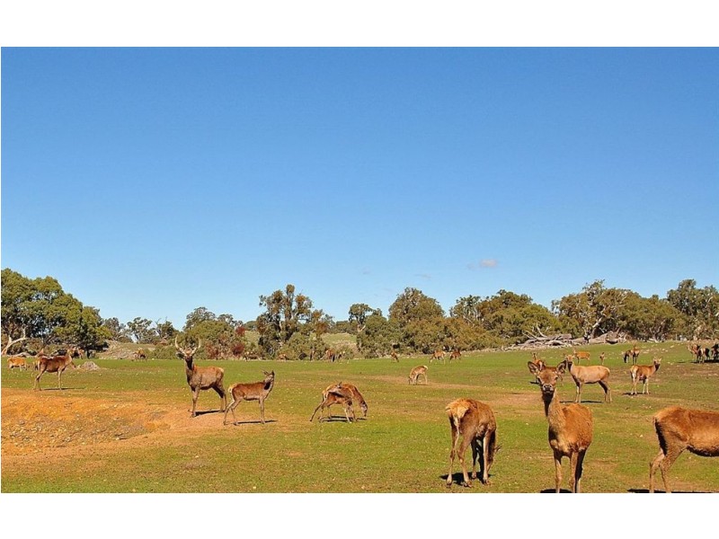 Lot 9 Sugarloaf Hill Road, Angaston SA 5353