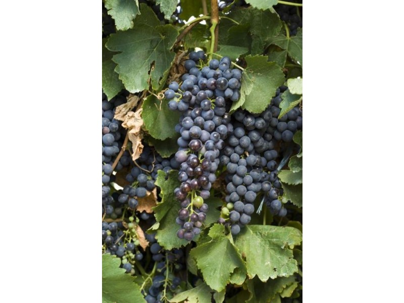 Lot 403 Corner Vine Vale and Stockwell Roads (and others), Vine Vale SA 5352