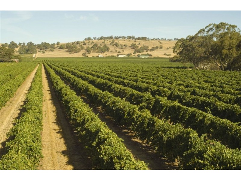 Lot 403 Corner Vine Vale and Stockwell Roads (and others), Vine Vale SA 5352