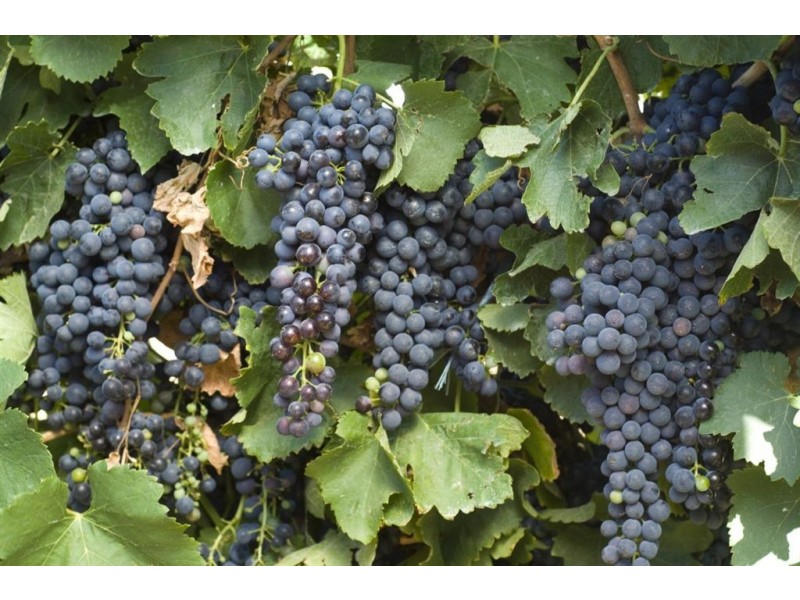 Lot 403 Corner Vine Vale and Stockwell Roads (and others), Vine Vale SA 5352