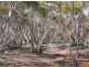 Lot 1 Off Mount Mary Road via Hecke Road, Blanchetown SA 5357