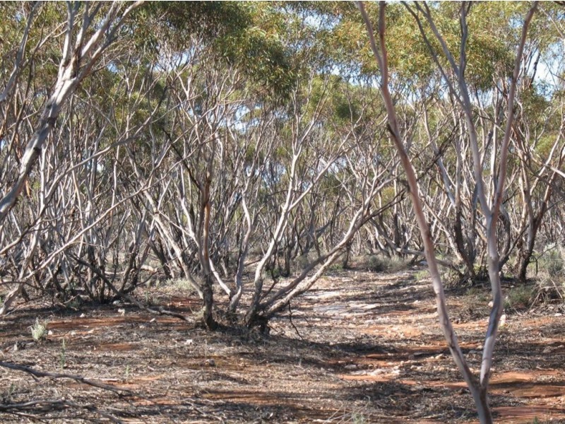 Lot 1 Off Mount Mary Road via Hecke Road, Blanchetown SA 5357