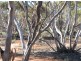 Lot 1 Off Mount Mary Road via Hecke Road, Blanchetown SA 5357