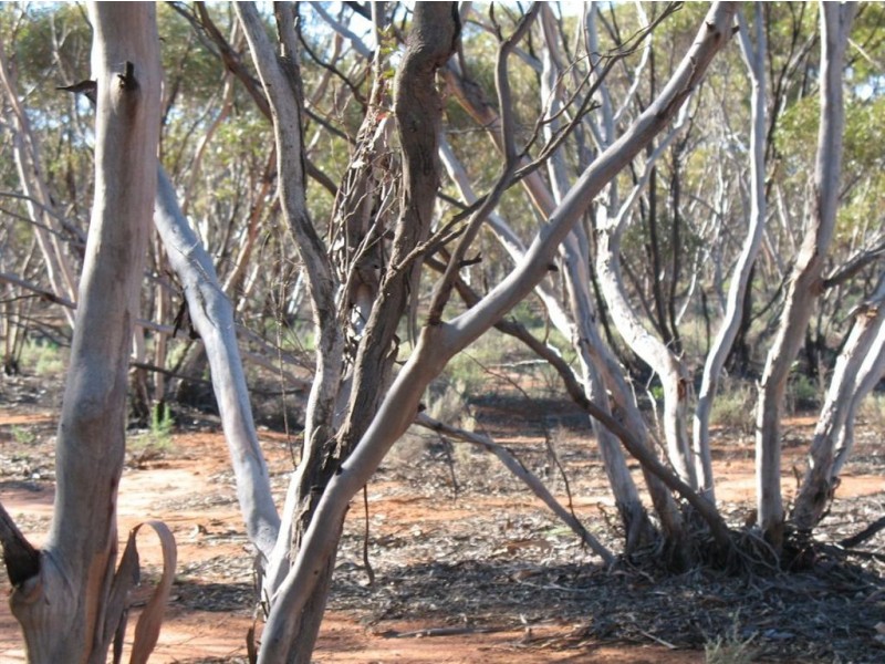 Lot 1 Off Mount Mary Road via Hecke Road, Blanchetown SA 5357