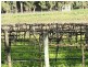 Lot 3 Pimpala Road, Lyndoch SA 5351