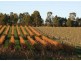 Lot 102 Barossa Valley Highway, Lyndoch SA 5351