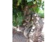 Lot 502 Nuraip Road, Nuriootpa SA 5355