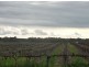 Lot 502 Nuraip Road, Nuriootpa SA 5355