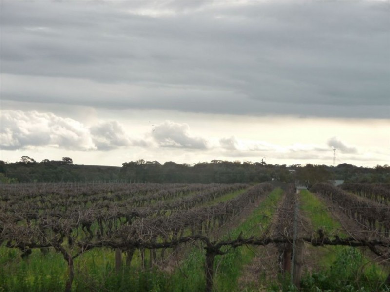 Lot 502 Nuraip Road, Nuriootpa SA 5355