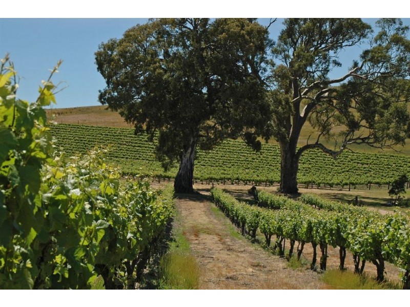 Lot 15 Rhine Park Road, Eden Valley SA 5235