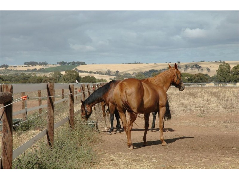 Lot 51 Rosedale Scenic Drive, Rosedale SA 5350