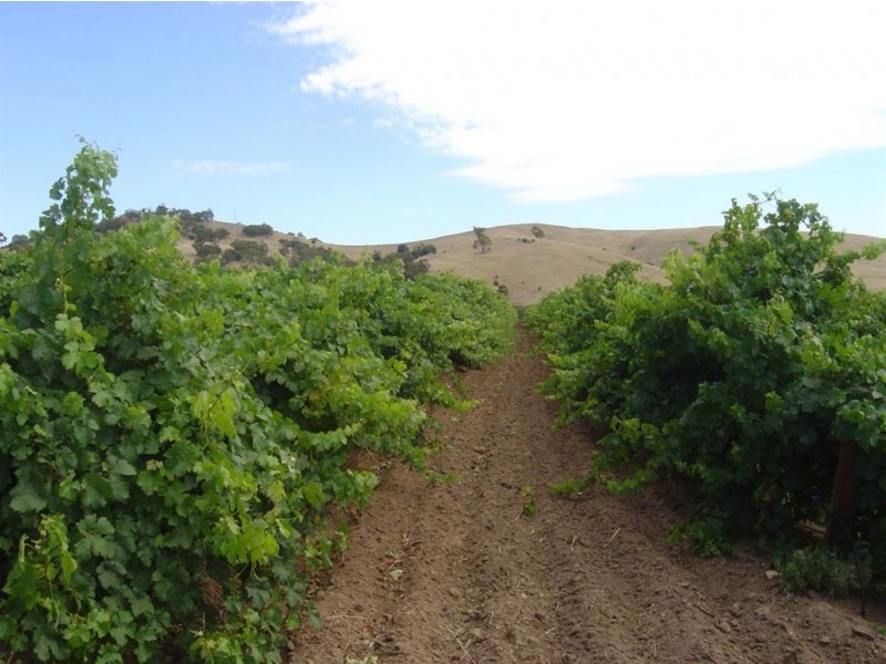 Lot 866 Bethany Road, Bethany SA 5352