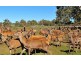 Lot 9 Sugarloaf Hill Road, Angaston SA 5353