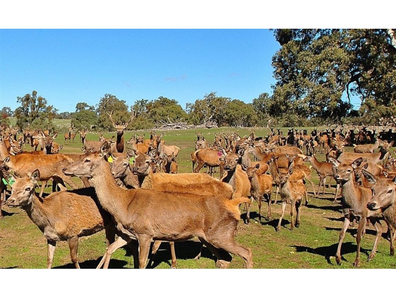 Lot 9 Sugarloaf Hill Road, Angaston SA 5353