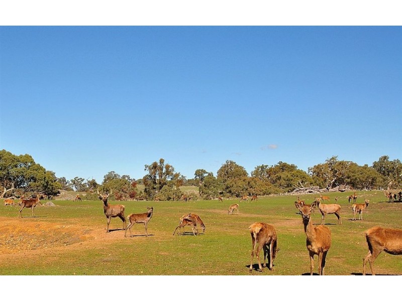 Lot 9 Sugarloaf Hill Road, Angaston SA 5353