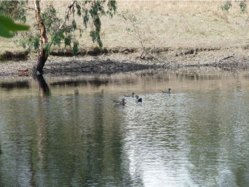 Sect 898 Menglers Hill Road, Angaston SA 5353