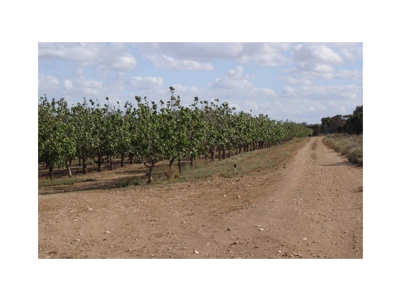 Lot 123 Swan Reach/Blanchetown Road, Blanchetown SA 5357