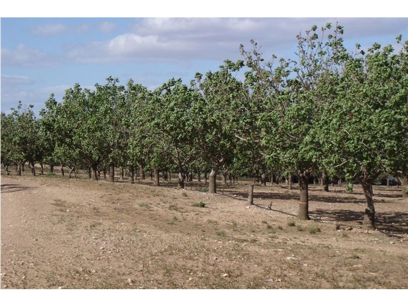 Lot 123 Swan Reach/Blanchetown Road, Blanchetown SA 5357