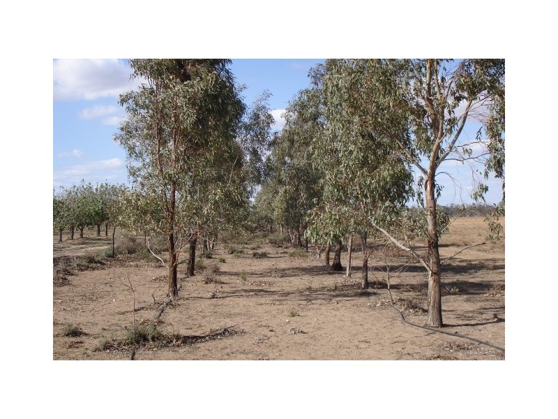 Lot 123 Swan Reach/Blanchetown Road, Blanchetown SA 5357