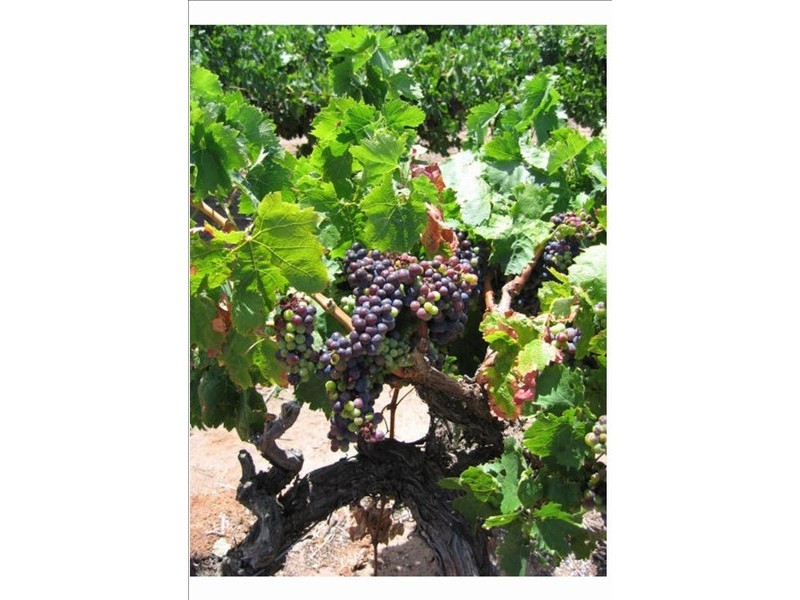 Lot 502 Nuraip Rd, Nuriootpa SA 5355