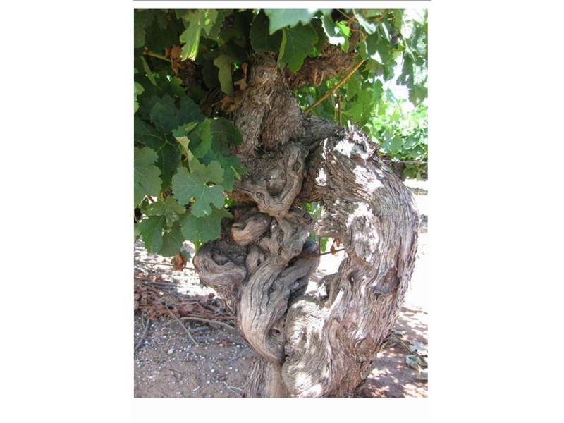 Lot 502 Nuraip Rd, Nuriootpa SA 5355