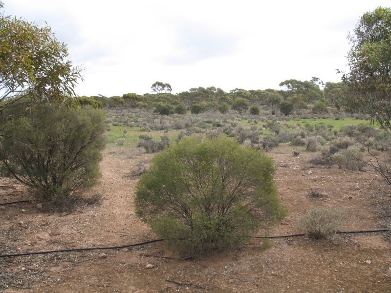 Lot 726 Frost Road, Sedan SA 5353