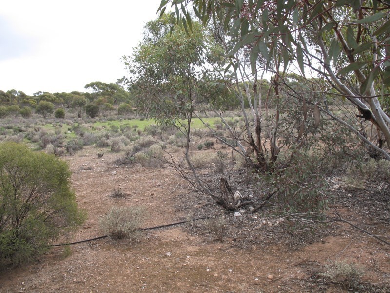 Lot 726 Frost Road, Sedan SA 5353