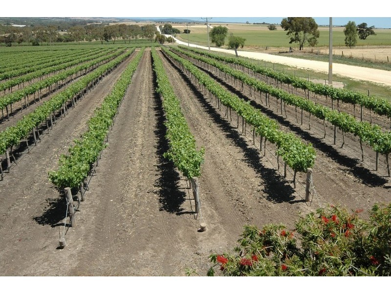 Lot 21 Presser Road, Tanunda SA 5352