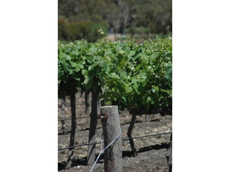 Lot 21 Presser Road, Tanunda SA 5352