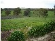 Lot 100 Flaxmans Valley Road, Angaston SA 5353