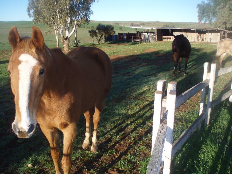 Lot 372 Point Pass, Eudunda SA 5374