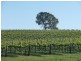 Lot 1 Hanna Rd, Forreston SA 5233