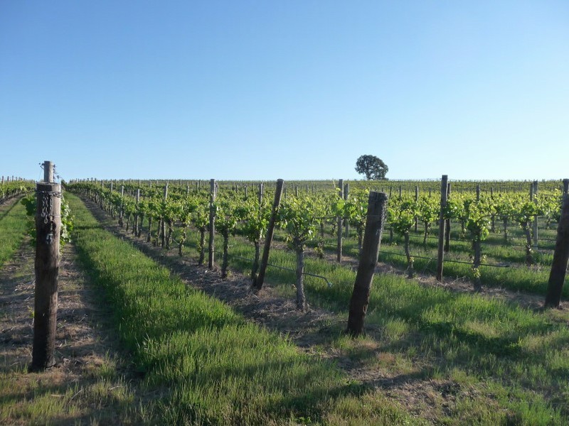Lot 1 Hanna Rd, Forreston SA 5233