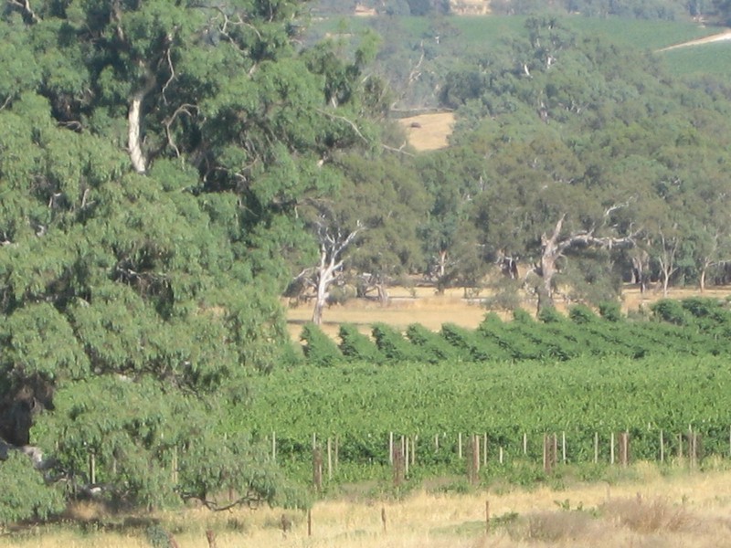 . Heggies Boundary, Angaston SA 5353