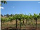 Lot 11 Gawler Park Road, Angaston SA 5353