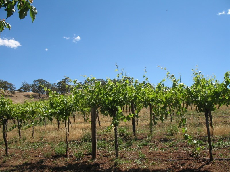 Lot 11 Gawler Park Road, Angaston SA 5353