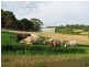 Lot 2, 113 Murray Street, Angaston SA 5353