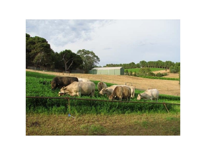 Lot 2, 113 Murray Street, Angaston SA 5353