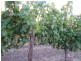 Lot 2, 113 Murray Street, Angaston SA 5353