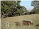 Lot 894 Rocky Valley Road, Menglers Hill, Angaston SA 5353