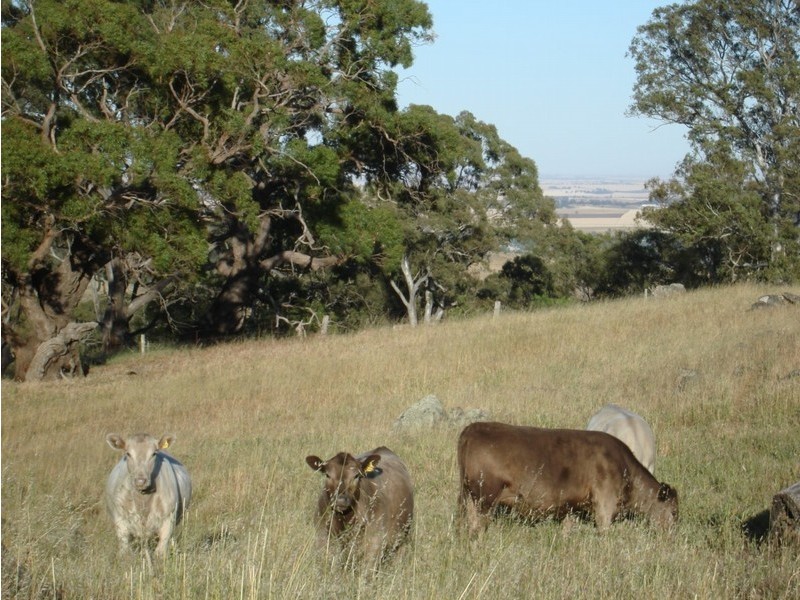 Lot 894 Rocky Valley Road, Menglers Hill, Angaston SA 5353