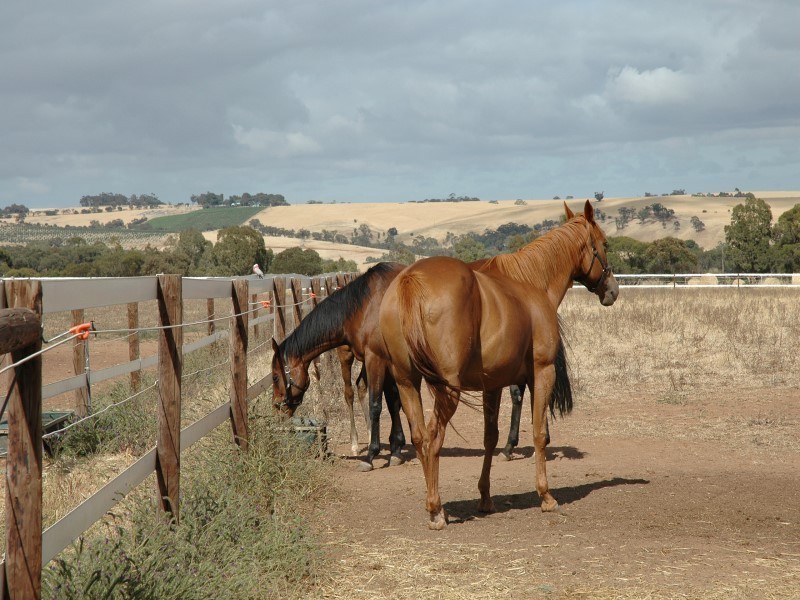 Lot 51 Rosedale Scenic Road, Rosedale SA 5350