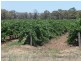 Lot 2 Willows Road, Light Pass SA 5355