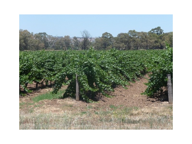 Lot 2 Willows Road, Light Pass SA 5355