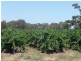Lot 2 Willows Road, Light Pass SA 5355