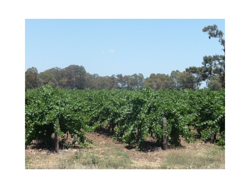 Lot 2 Willows Road, Light Pass SA 5355
