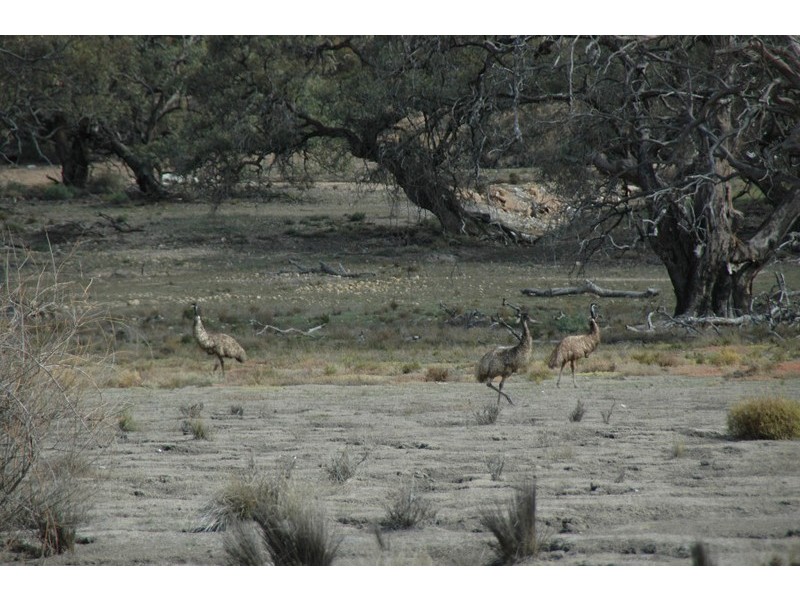 13 Lots Sturt Highway, Blanchetown SA 5357