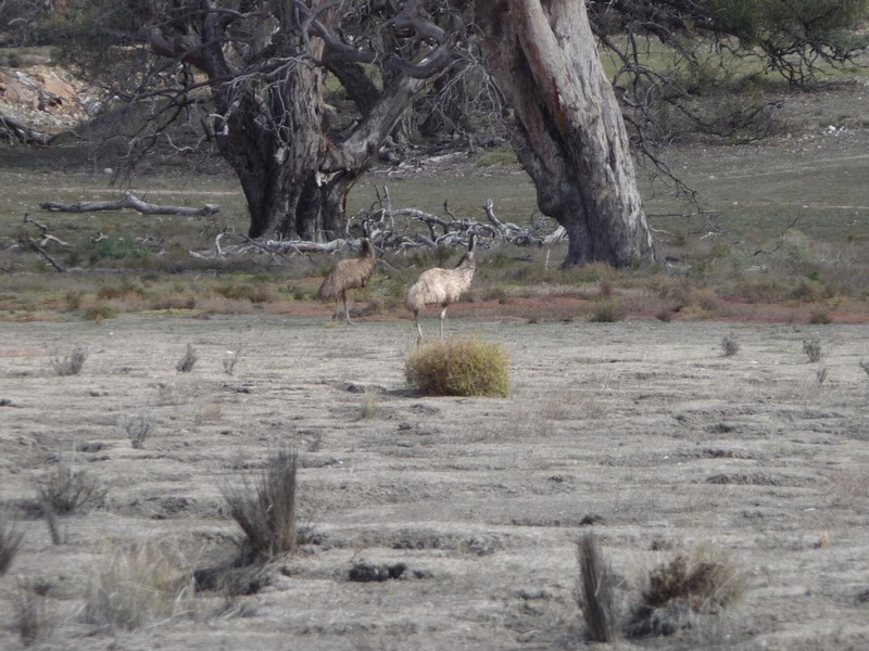 13 Lots Sturt Highway, Blanchetown SA 5357